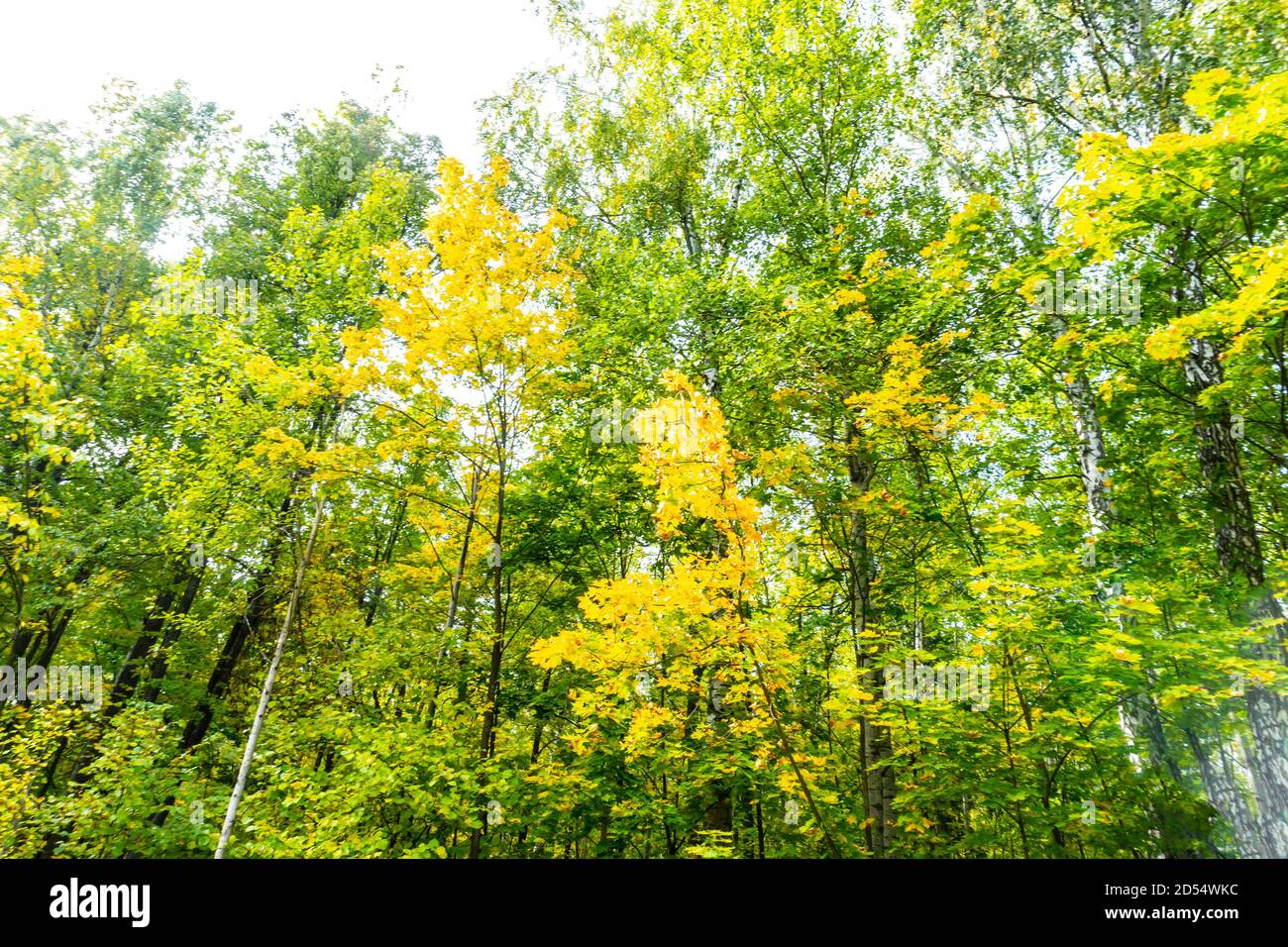 Schöner Herbstwald im September, kann für Hintergründe, Karten, Hintergrundbilder auf PC und Smartphone verwendet werden Stockfoto