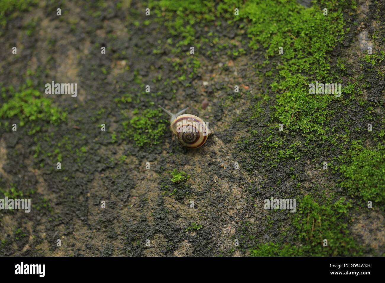 Große Schnecke in der Schale kriecht auf Straße, Sommertag im Garten Stockfoto