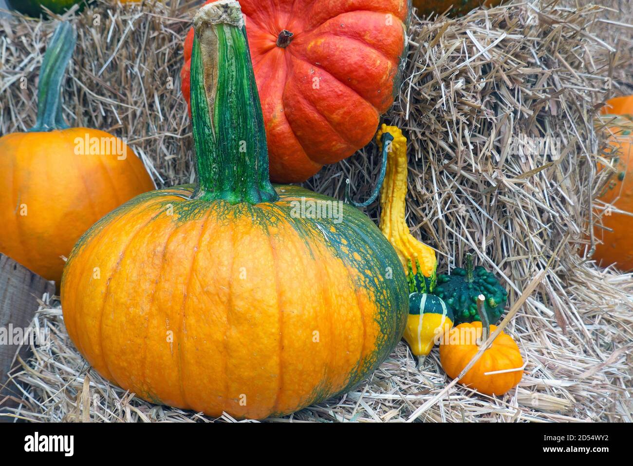 Kürbisse und Kürbisse auf Strohballen. Stockfoto