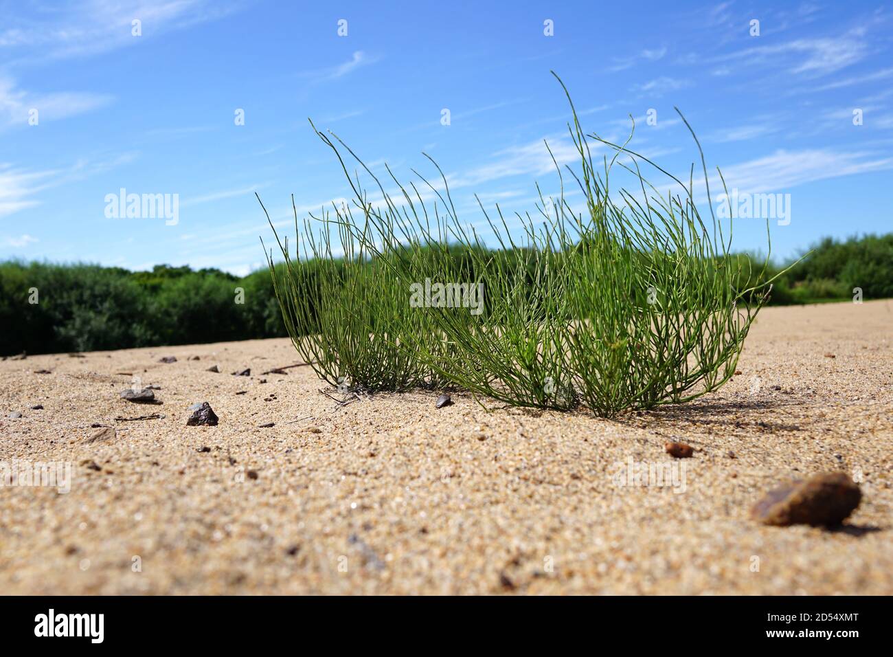 Grünes Gras auf den Sanddünen. Hinter dem Gras ist ein blauer Himmel mit schönen weißen Wolken. Schachtelhalm auf gelbem Sand Nahaufnahme. Russland, Wladiwostok Stockfoto