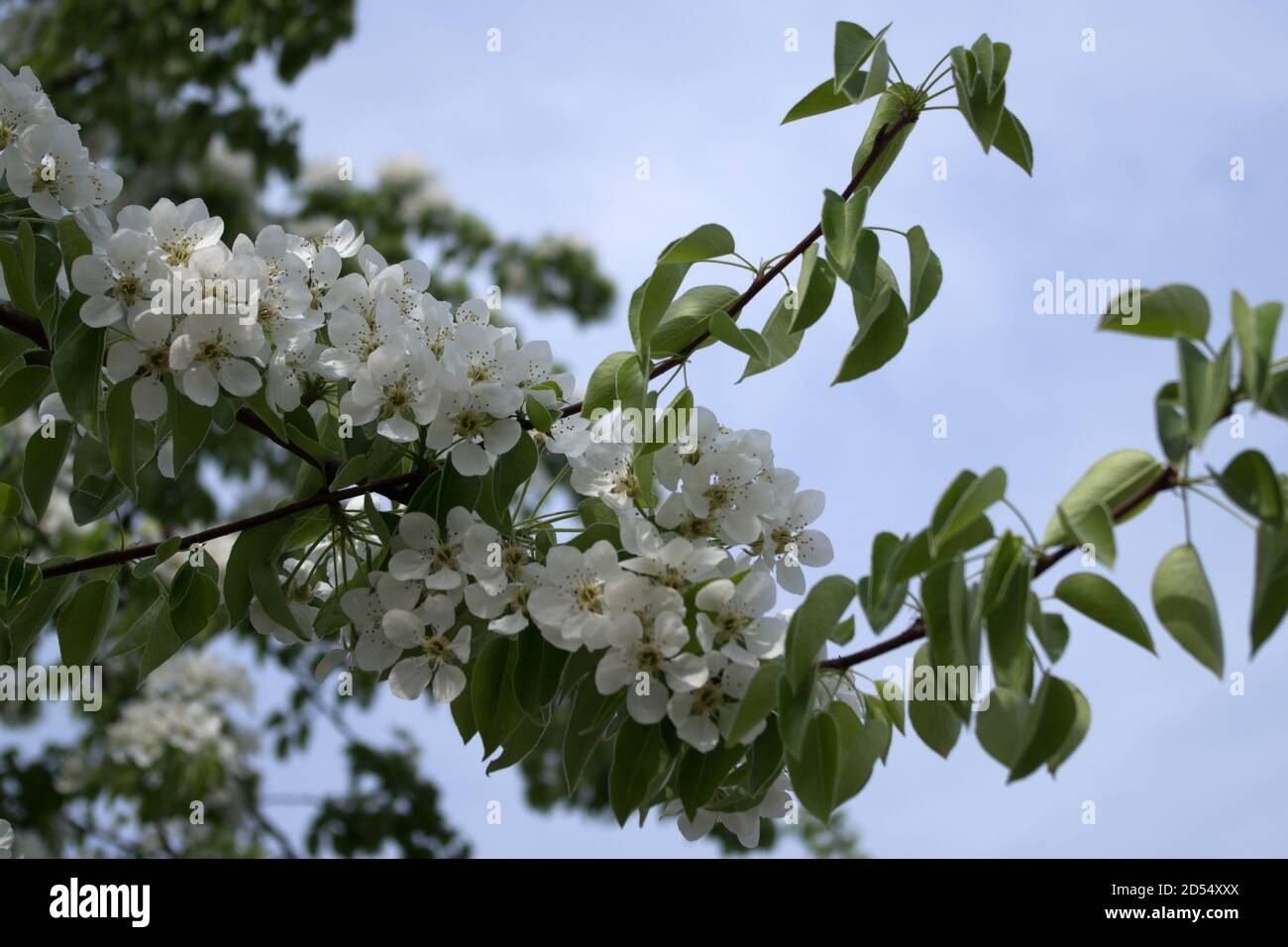 Blühende geschwungene Zweige von Aprikosenbaum mit weißen flauschigen bedeckt Fünfblättrige Blumen und grüne Blätter gegen den blauen Himmel im Frühling Morgen Stockfoto