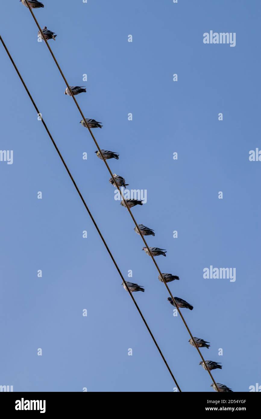 Tauben in Hochspannungskabeln eine Taube stehend Kopf Der Gruppe wie ein Lider oder Renegade Stockfoto