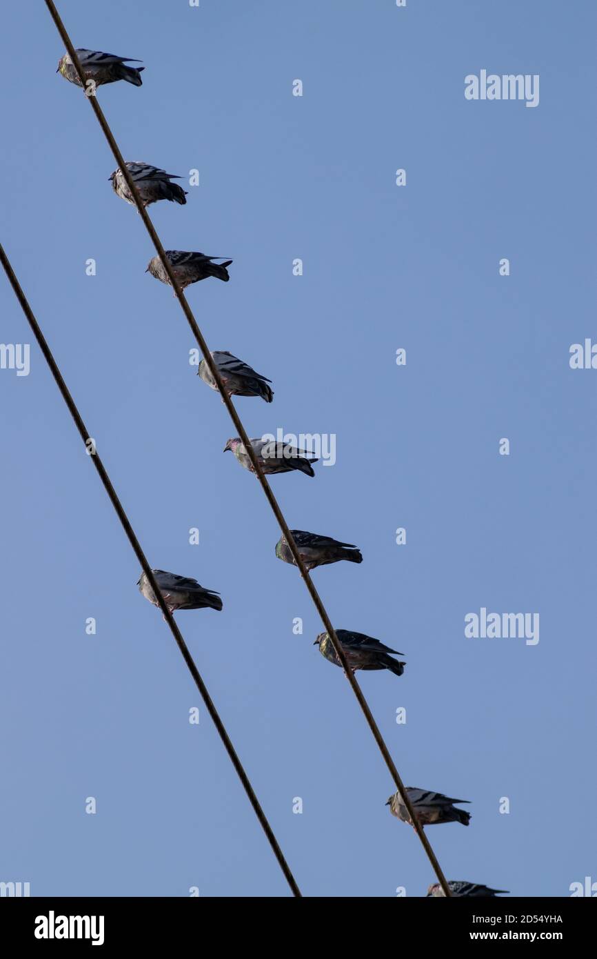 Tauben in Hochspannungskabeln eine Taube stehend Kopf Der Gruppe wie ein Lider oder Renegade Stockfoto