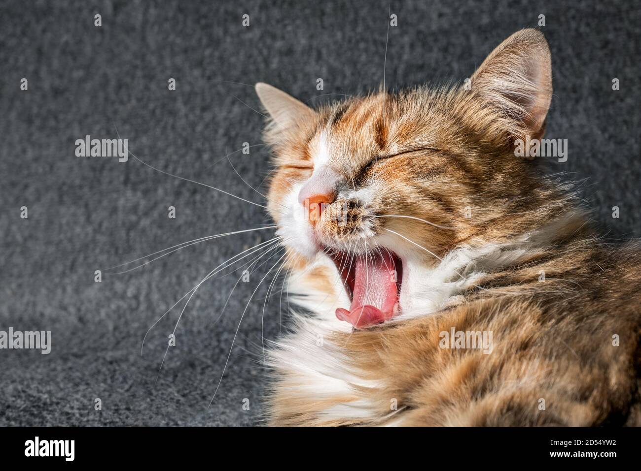 Katze gähnend mit weit geöffnetem Mund, gekräuselte Zunge und geschlossenen Augen. Kopfaufnahme der entspannten weiblichen Katze signalisiert Komfort und Zufriedenheit, Aufwachen oder Noddi Stockfoto
