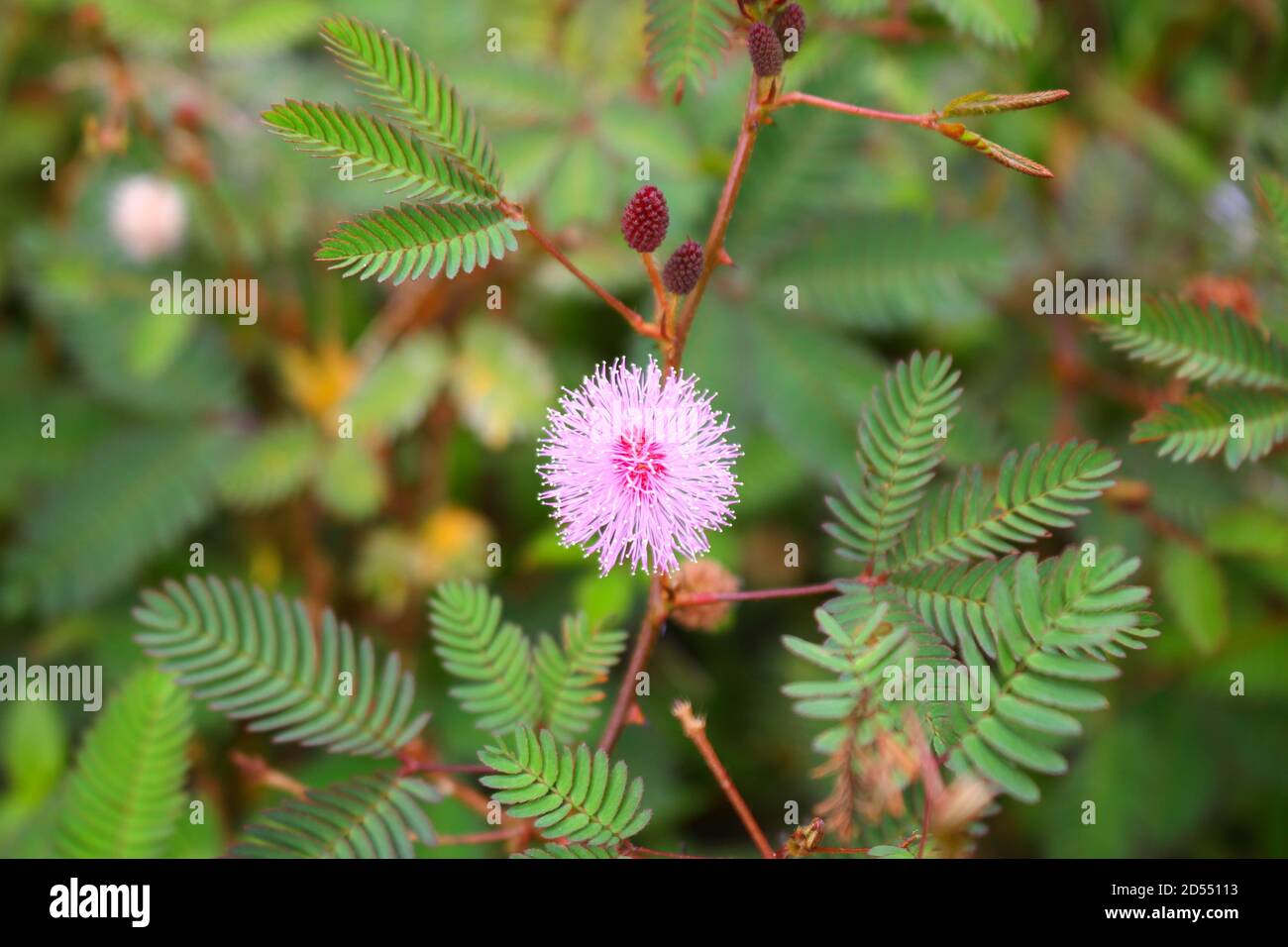 Touch-Me-Not Baum oder empfindliche Pflanze Blumen, shem Pflanzen auf unscharfen Hintergrund. Stockfoto