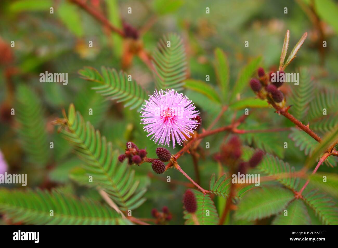 Touch-Me-Not Baum oder empfindliche Pflanze Blumen, shem Pflanzen auf unscharfen Hintergrund. Stockfoto