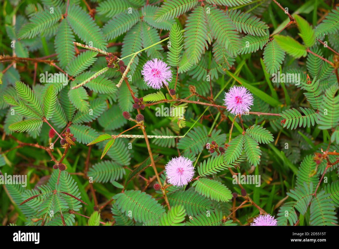 Touch-Me-Not Baum oder empfindliche Pflanze Blumen, shem Pflanzen auf unscharfen Hintergrund. Stockfoto