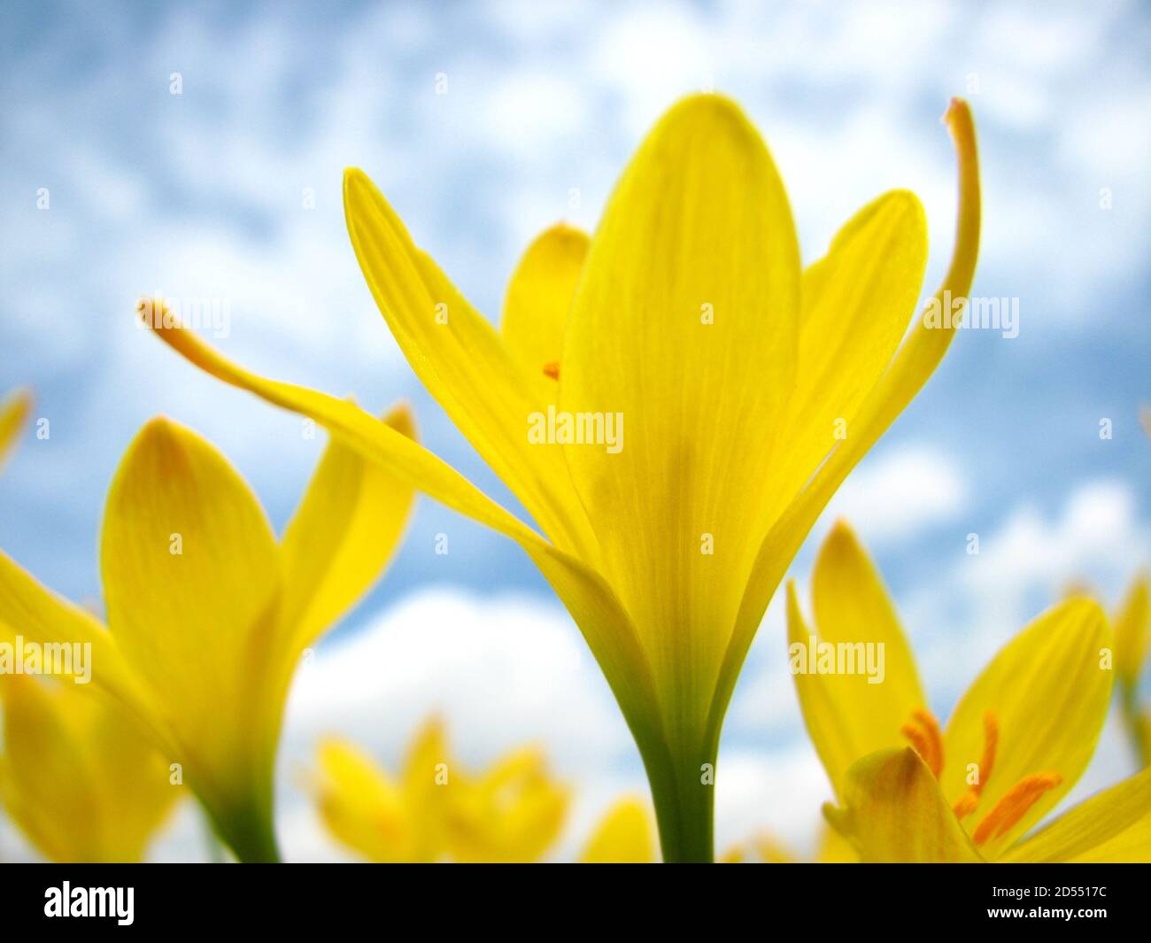 Low-Winkel Aufnahme von gelben Lilien auf einem Himmel Hintergrund Stockfoto