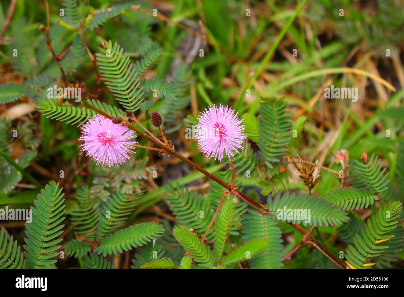 Touch-Me-Not Baum oder empfindliche Pflanze Blumen, shem Pflanzen auf unscharfen Hintergrund. Stockfoto