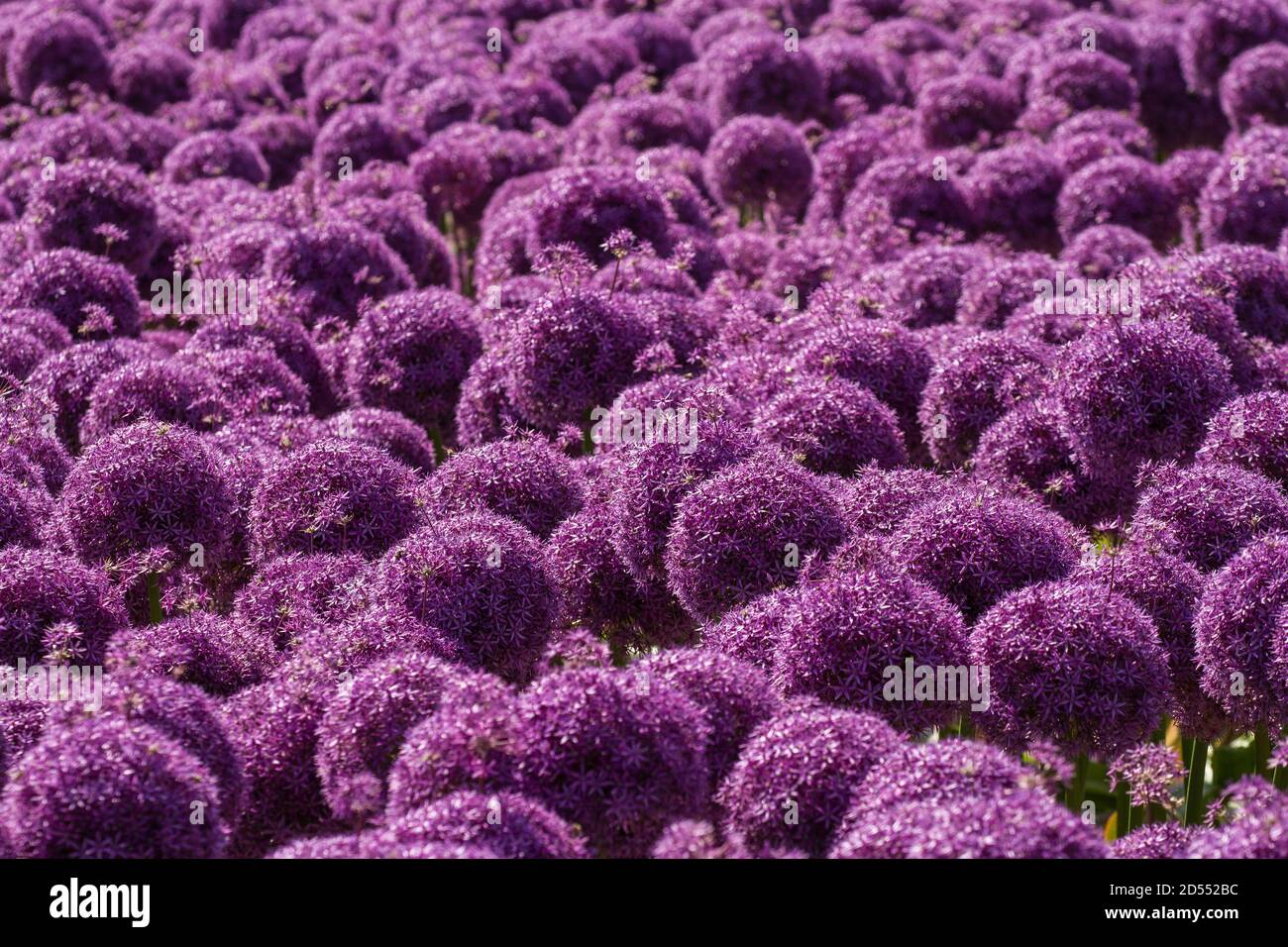 Blühende violette Blüten eines Gartenlaums (Allium) Stockfoto