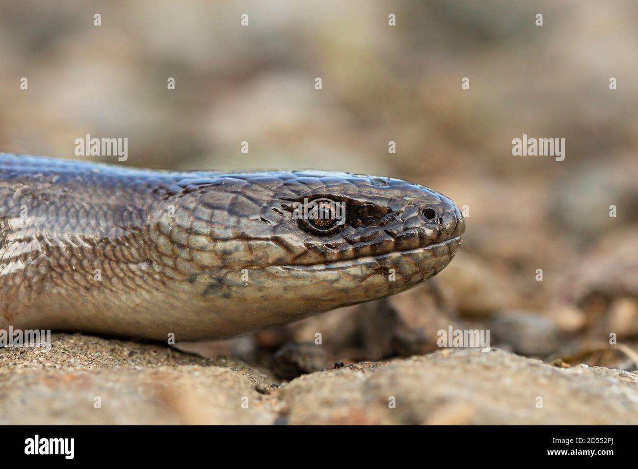 europäisches männliches langsames Wurmportrait (Anguis colchica) Stockfoto