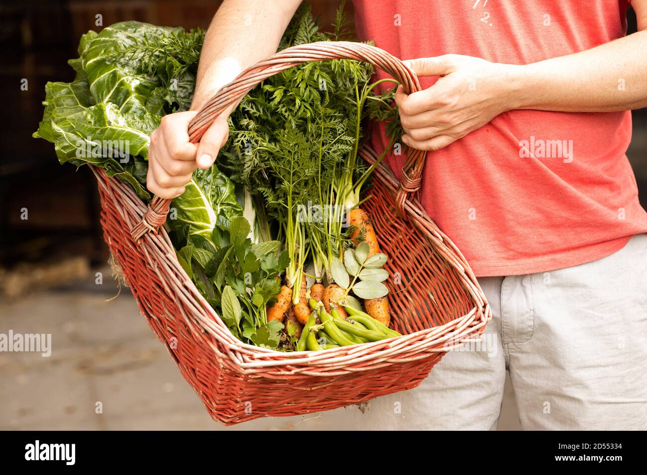 Mann hält einen roten Korb mit frisch gepflücktem Gemüse in IT Stockfoto