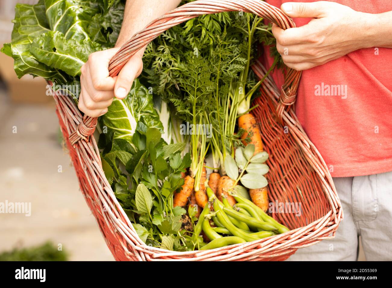 Mann hält einen roten Korb mit frisch gepflücktem Gemüse in Es mit Fokus auf die Hände des Menschen Stockfoto