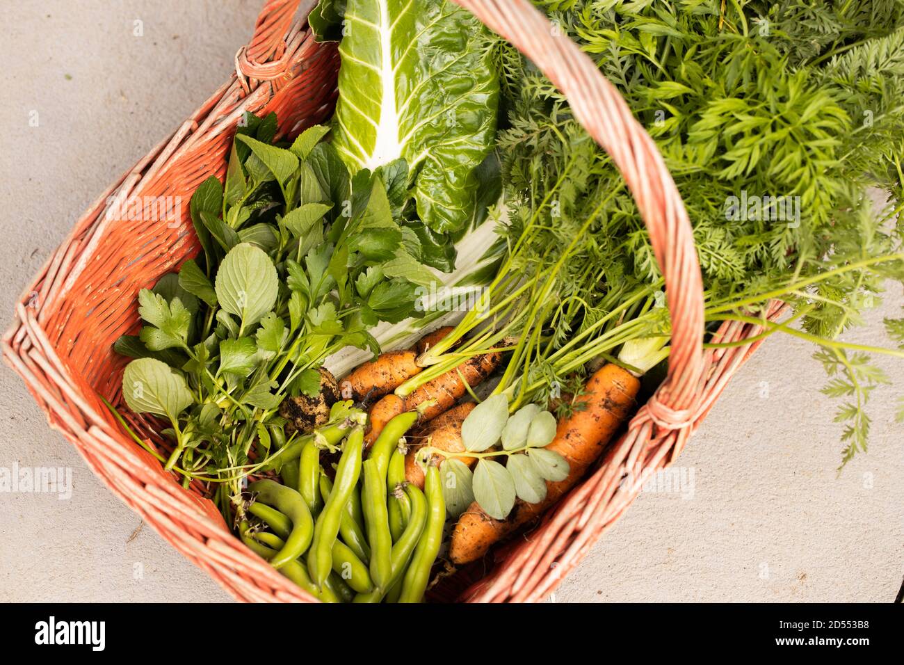 Roter Korb mit frisch gepflücktem Gemüse darin Stockfoto
