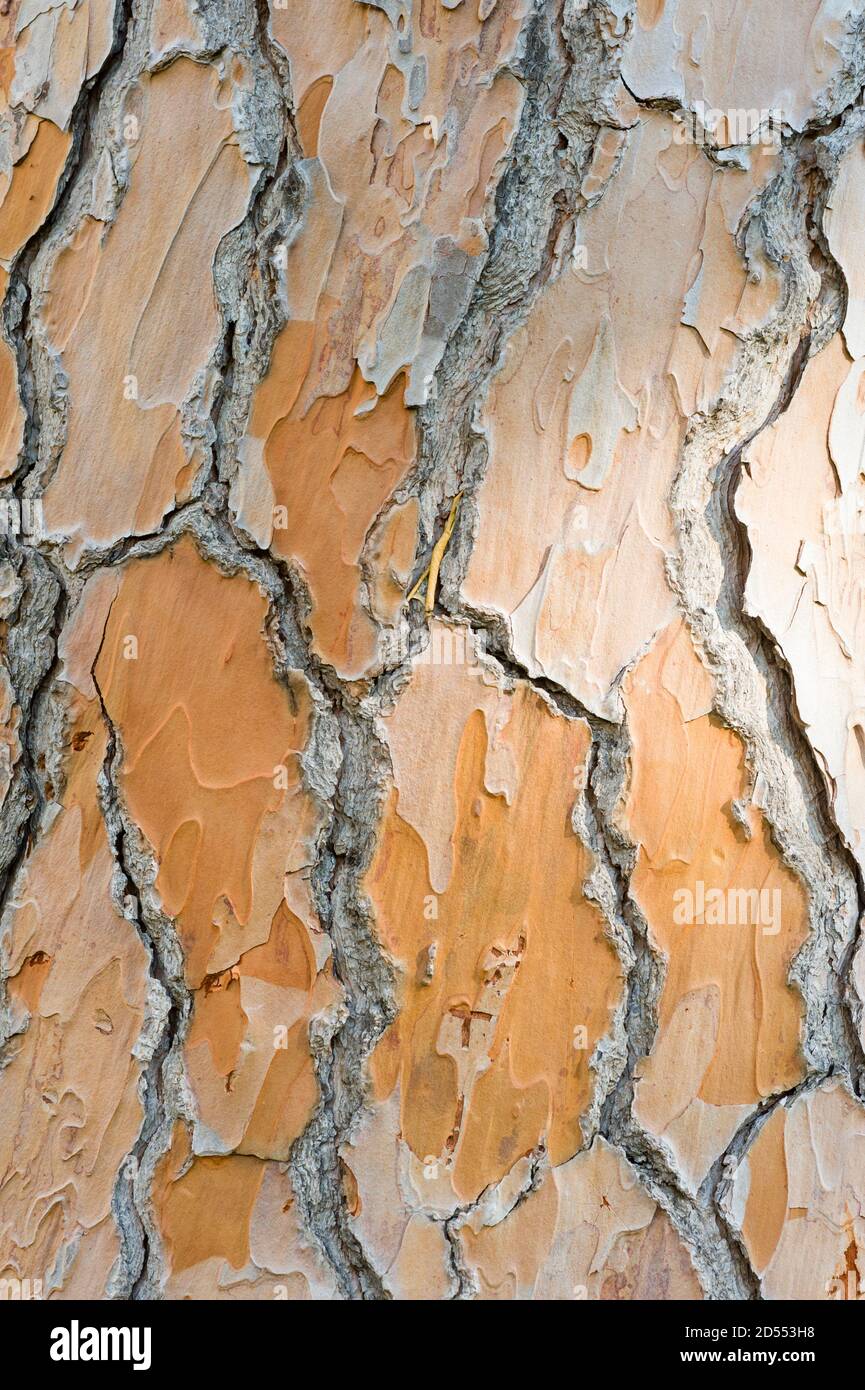Detail der Rinde des mediterranen Kiefernstammes, Pinus pinea Stockfoto