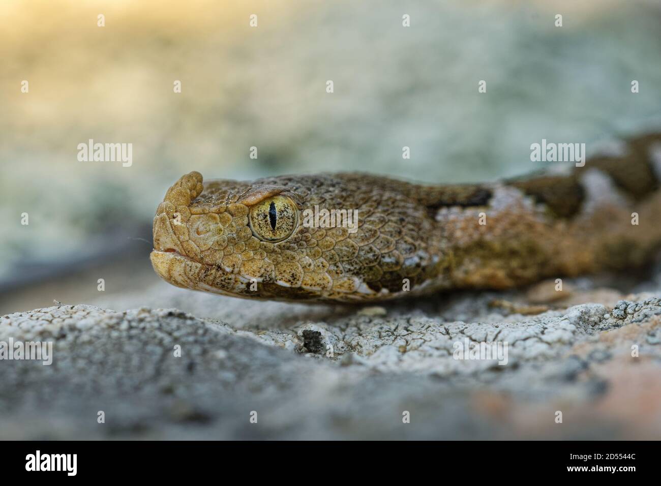 Nasenhörner Viper - Vipera ammodytes auch gehörnte oder langnasige Viper, Nasenhörner oder Sandviper, Arten in Südeuropa, Balkan und M gefunden Stockfoto