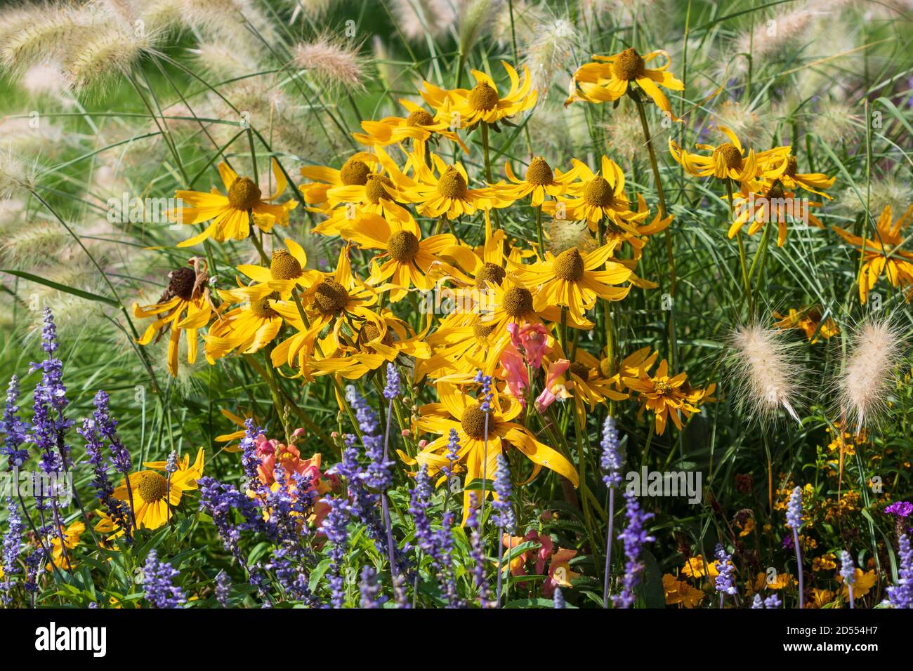 Blumenbeet mit gelben Kegelblumen, blauem Salbei und Brunnengräsern Stockfoto