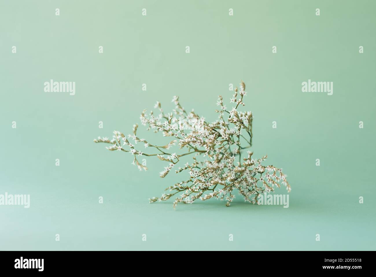 Bouquet von getrockneten Blumen auf mintfarbenem Hintergrund, floraler Minimalismus, selektiver Fokus Stockfoto