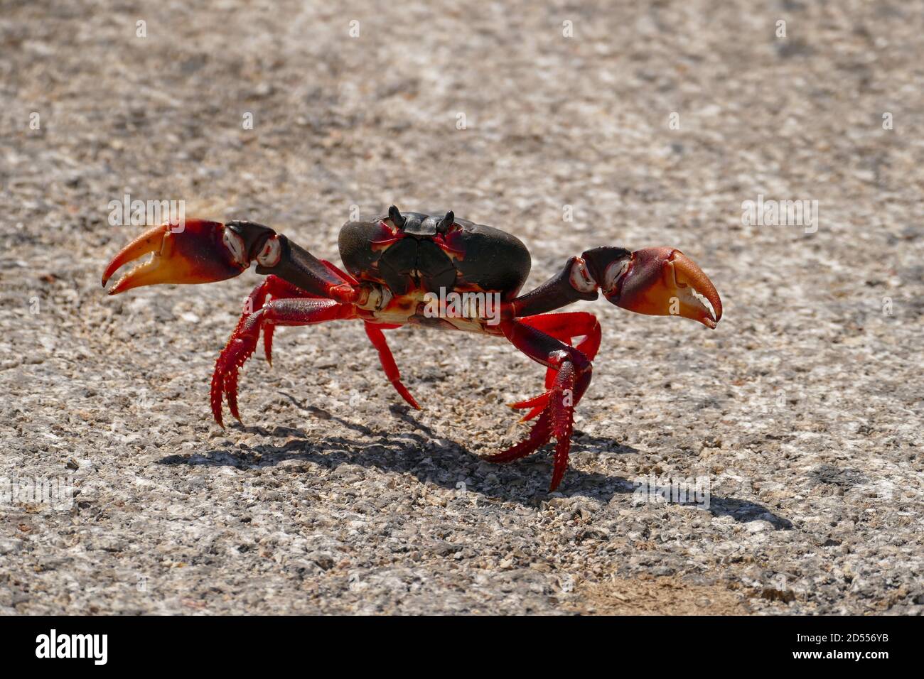 Black and Red Crab Walking am Giron Beach Stockfoto
