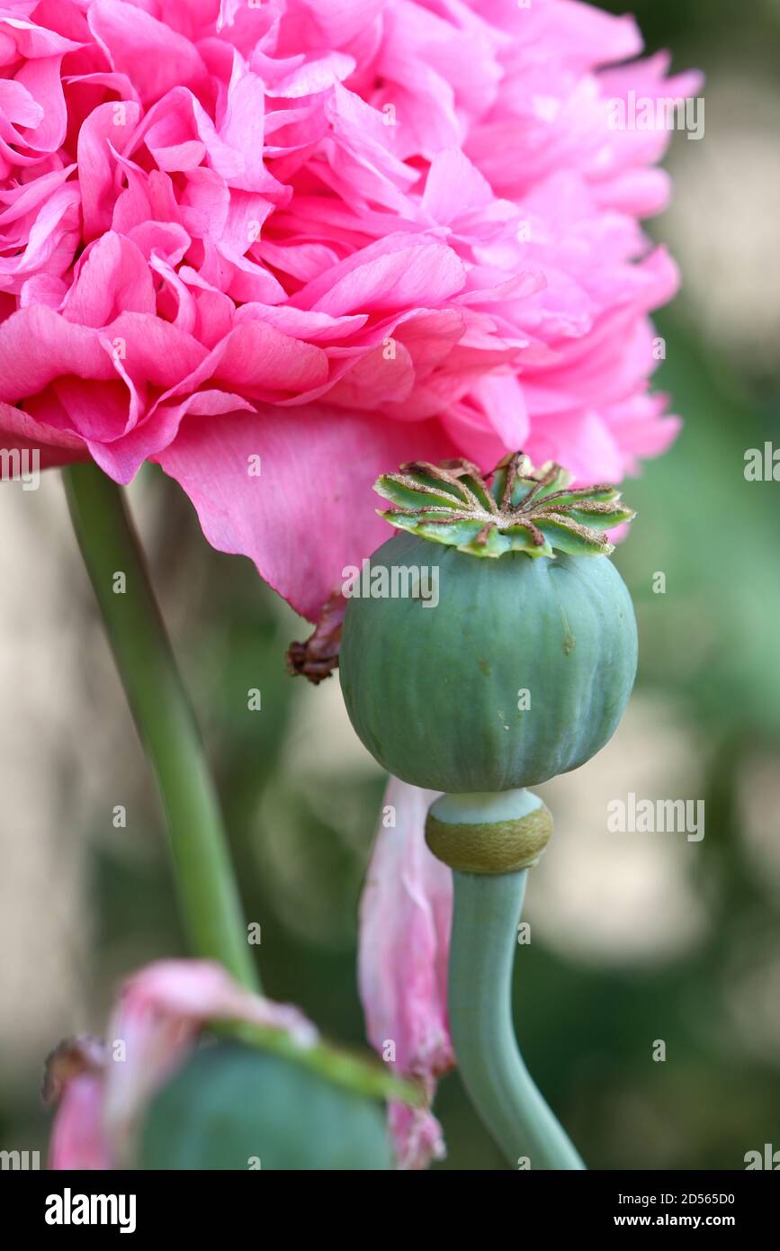 mohnkopf von rosa gefüllte Mohnblume Makro Stockfoto