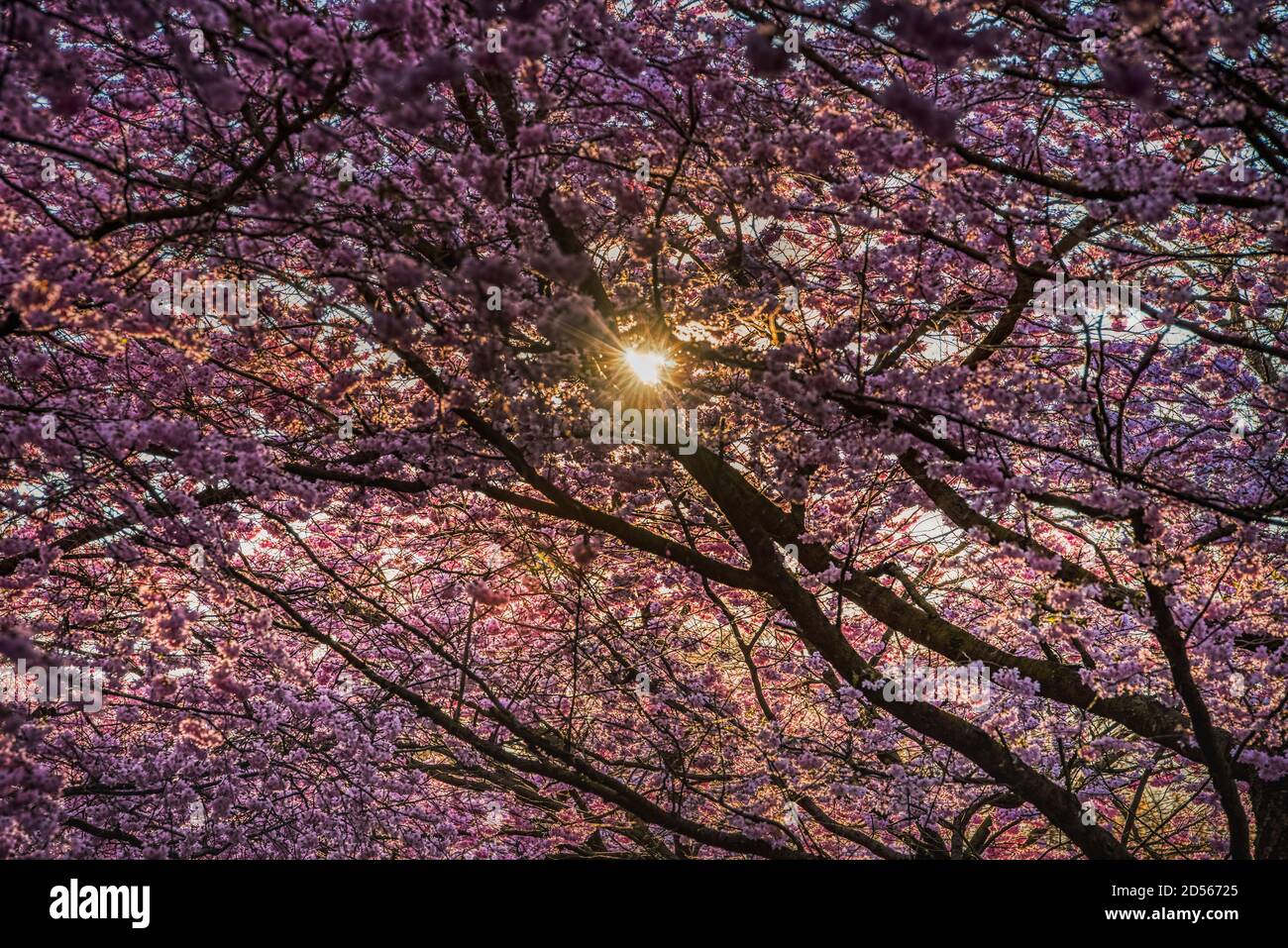 Die Sonne guckt durch eine üppige Decke aus Kirschblüten, Symbol der Erneuerung und Wiedergeburt. Üppige Sakura-Blumen strahlen bei Sonnenaufgang und vermitteln ein Fragilitätskonzept Stockfoto