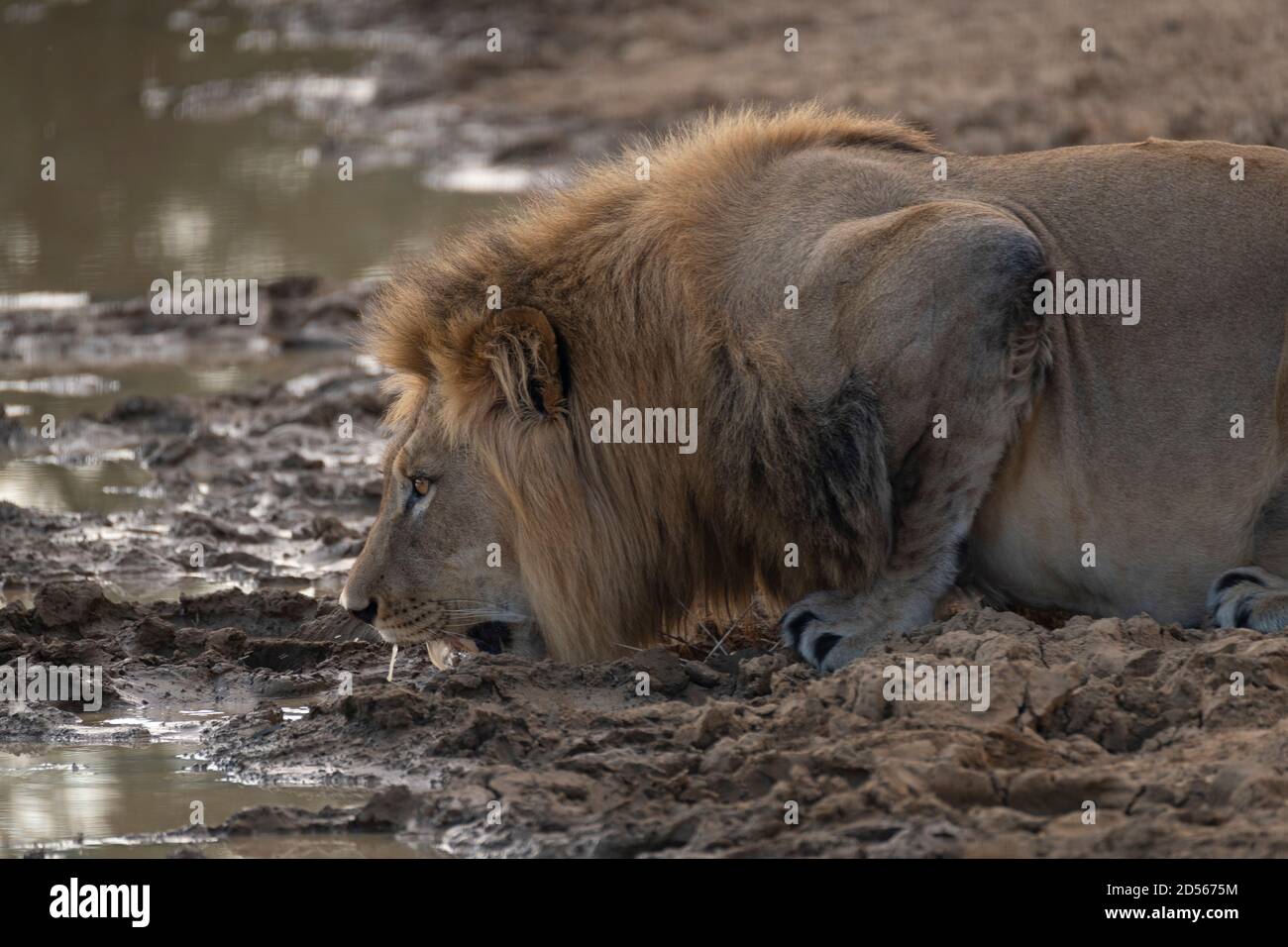 Löwe, trinken Stockfoto Löwe, trinken Stockfoto