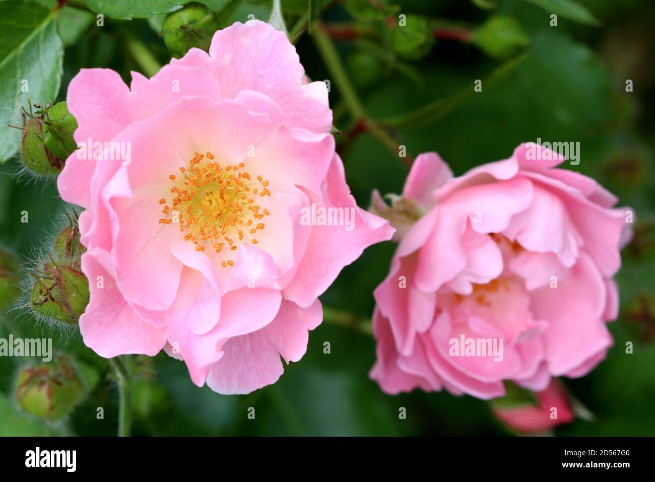 Rosa Rose Sommerwind im Sommergarten Makro Stockfoto