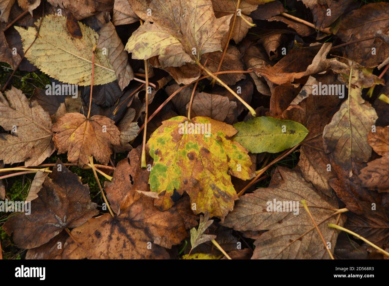 Tote Blätter auf dem Boden Stockfoto
