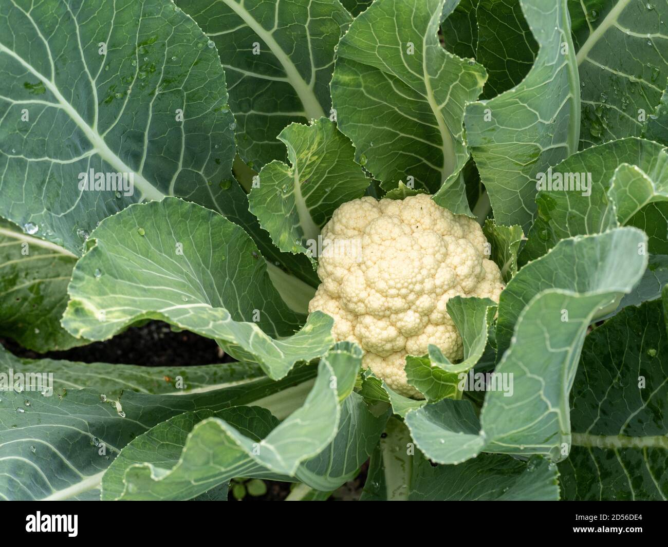 Der F1 Blumenkohl offenen Charme zeigt einen Quark bereit für Schneiden umgeben von frischen grünen Blättern Stockfoto