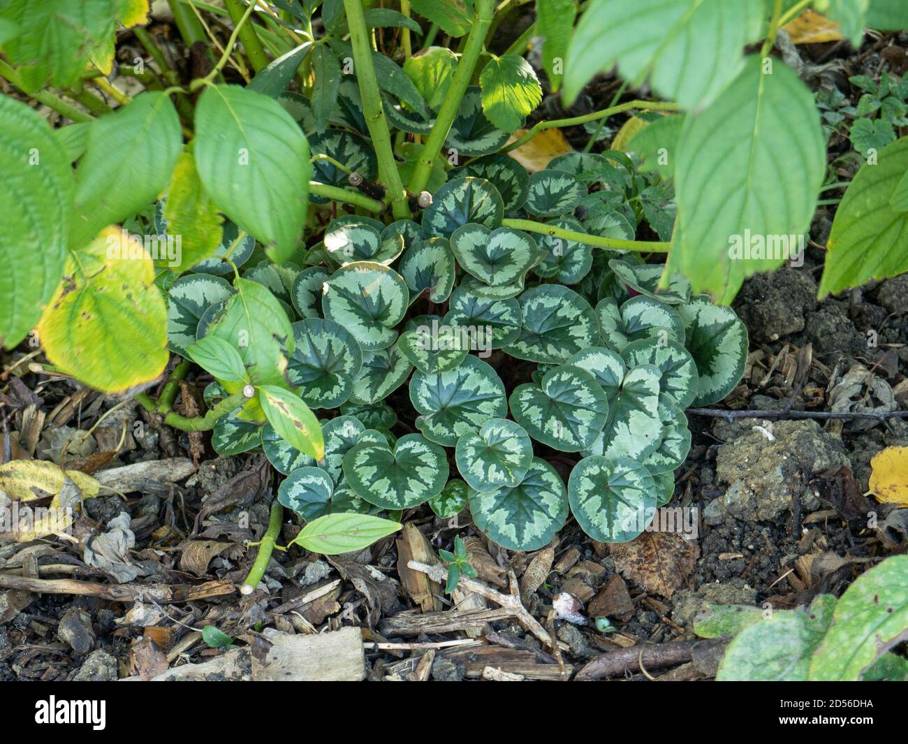 Eine Nahaufnahme der grün gemusterten Blätter des Cyclamen Coum im Herbst Stockfoto