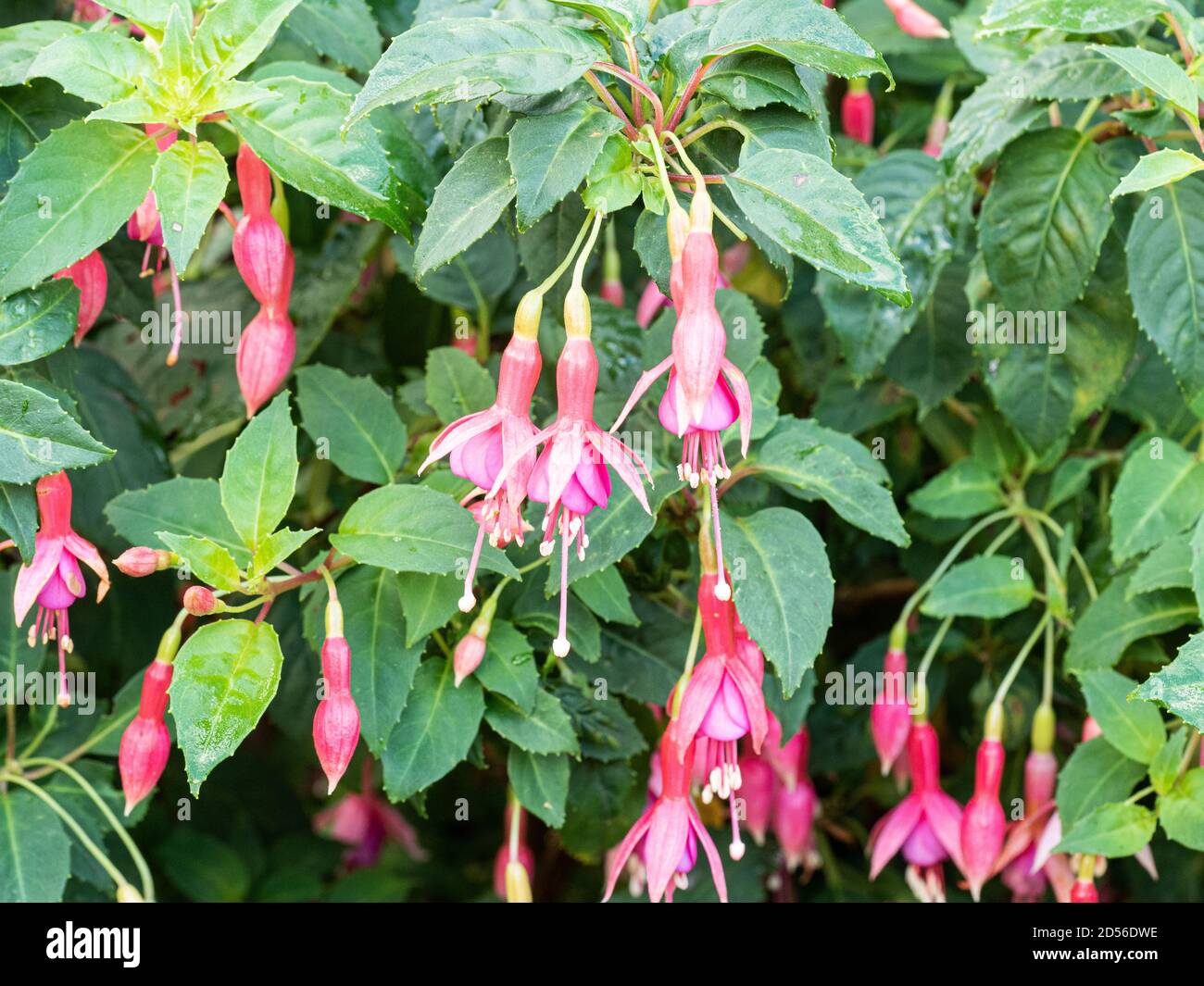 Die rosa hängenden Blüten der robusten Fuchsia Margaret Brown Vor dem Hintergrund des leuchtend grünen Laubes Stockfoto