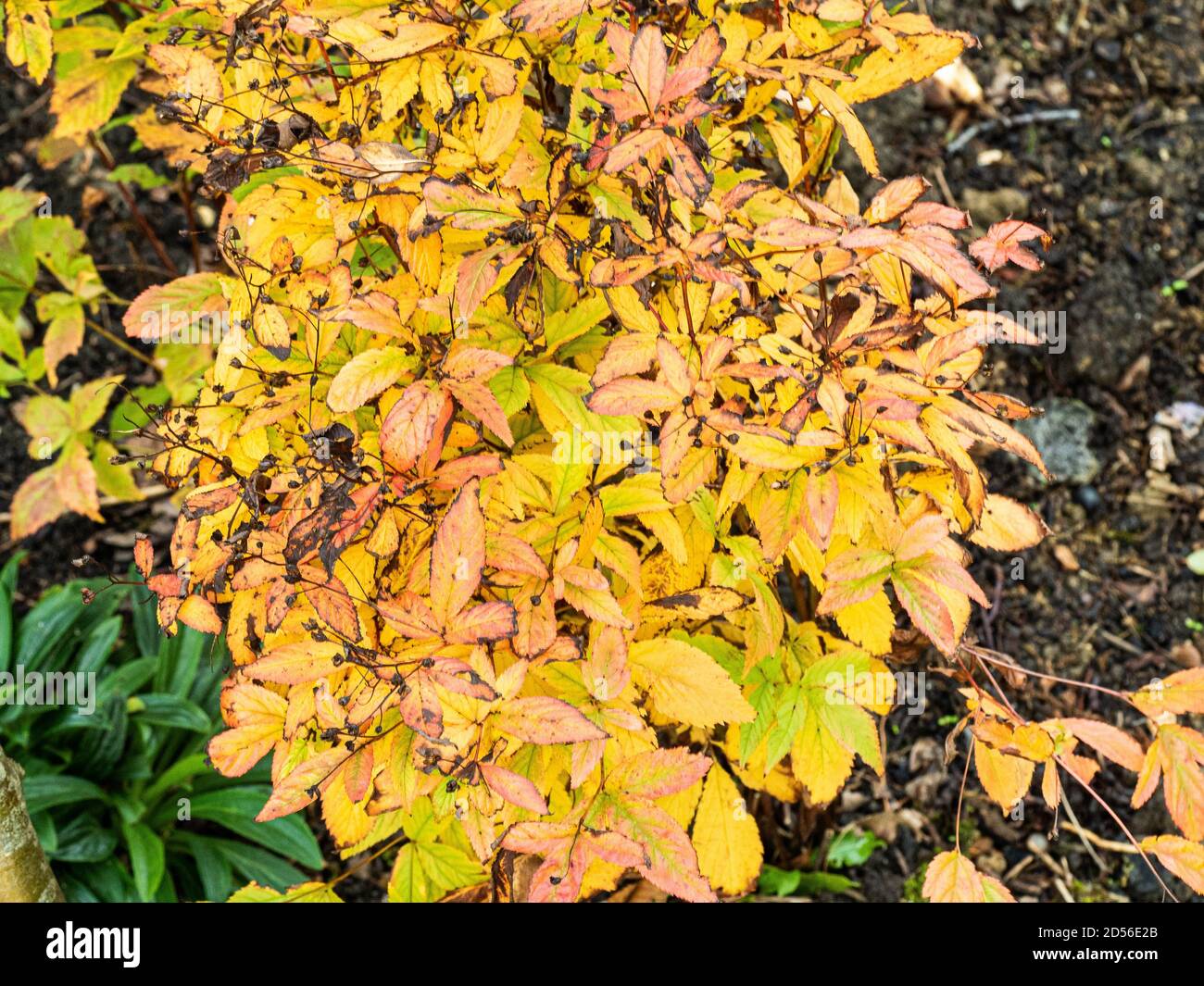 Die goldene Herbstfärbung der mehrjährigen Gillenia trifoliata Stockfoto