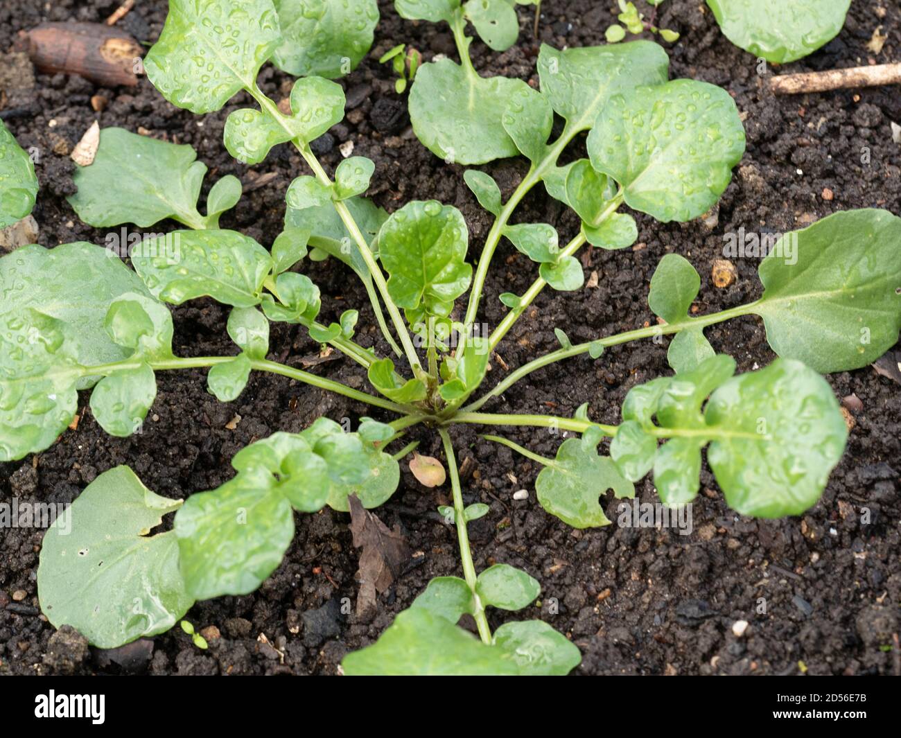 Eine Nahaufnahme einer Landkresse - Barbarea verna zeigt die ausgeprägte Brunnenkresse wie Blattform Stockfoto