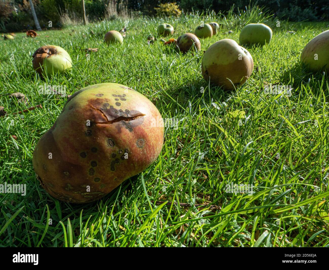 Eine Bodenansicht der Windfall Äpfel liegen auf Gras Im Sonnenschein hervorgehoben Stockfoto