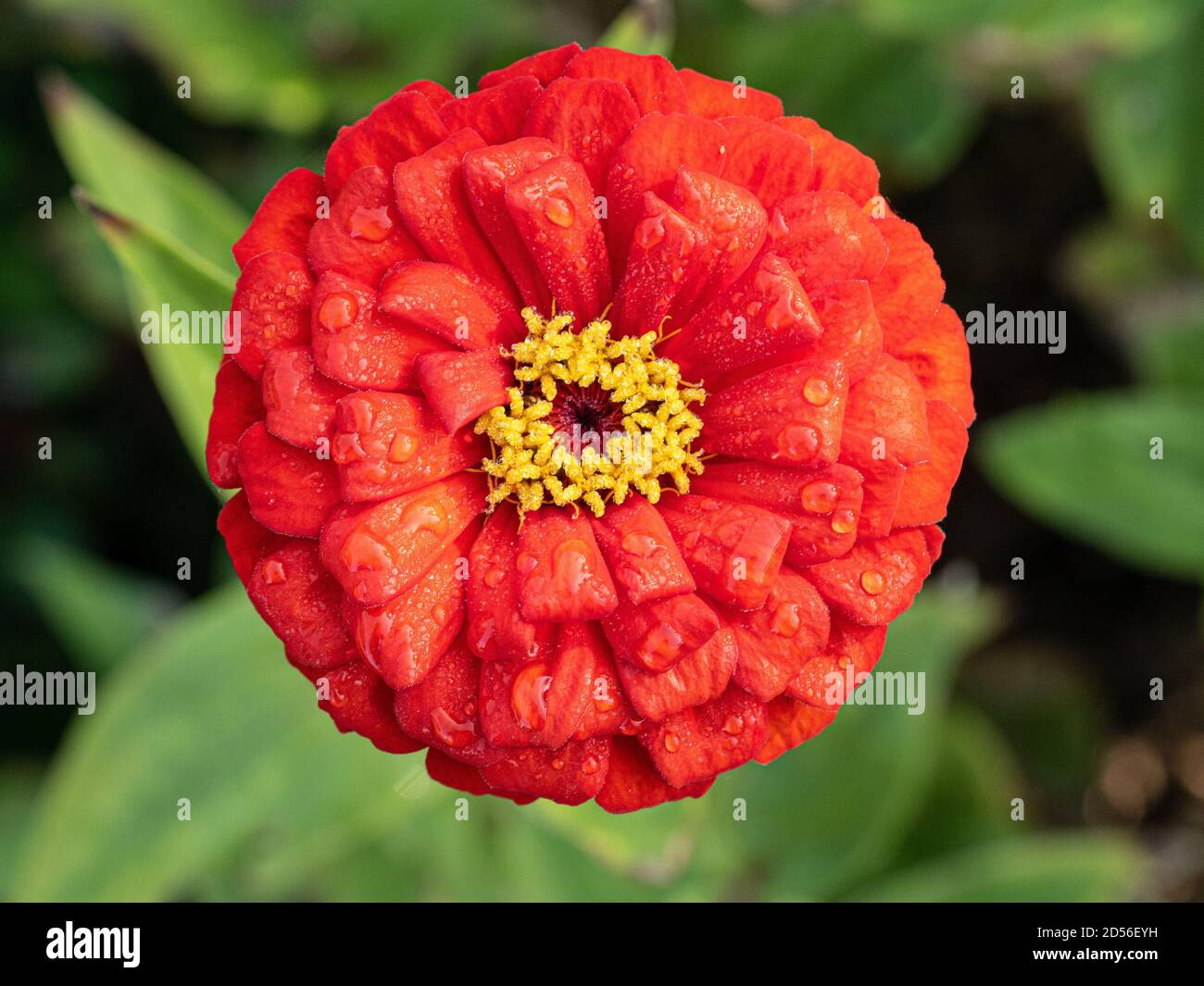 Eine Nahaufnahme einer einzelnen Blume der Tiefe Orange Zinnia Orange King mit funkelnden Wassertropfen bedeckt Stockfoto