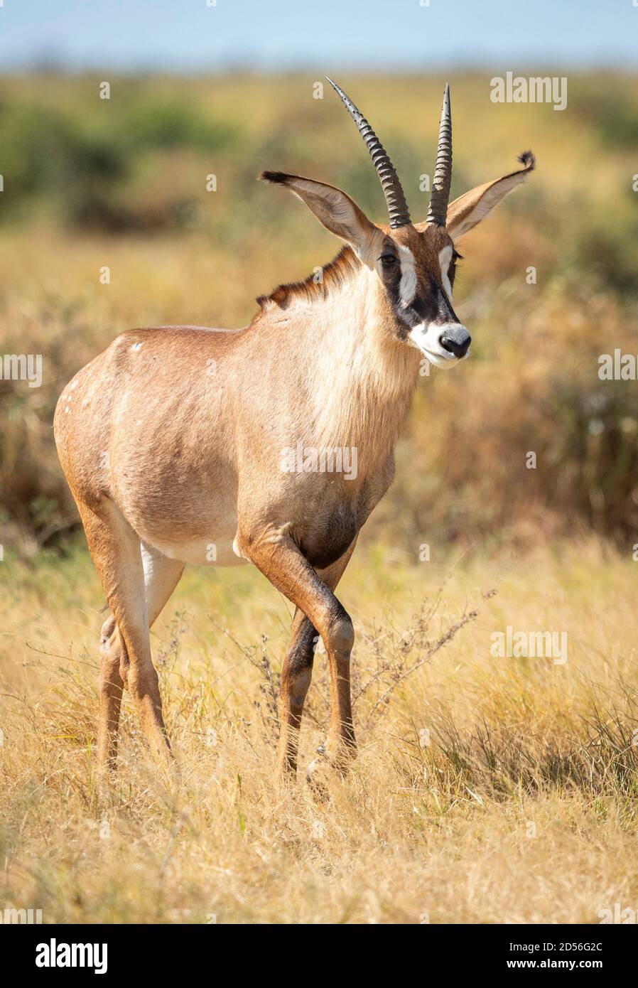 Roan Antilope Wandern in Grasebenen von Savuti in Botswana Stockfoto