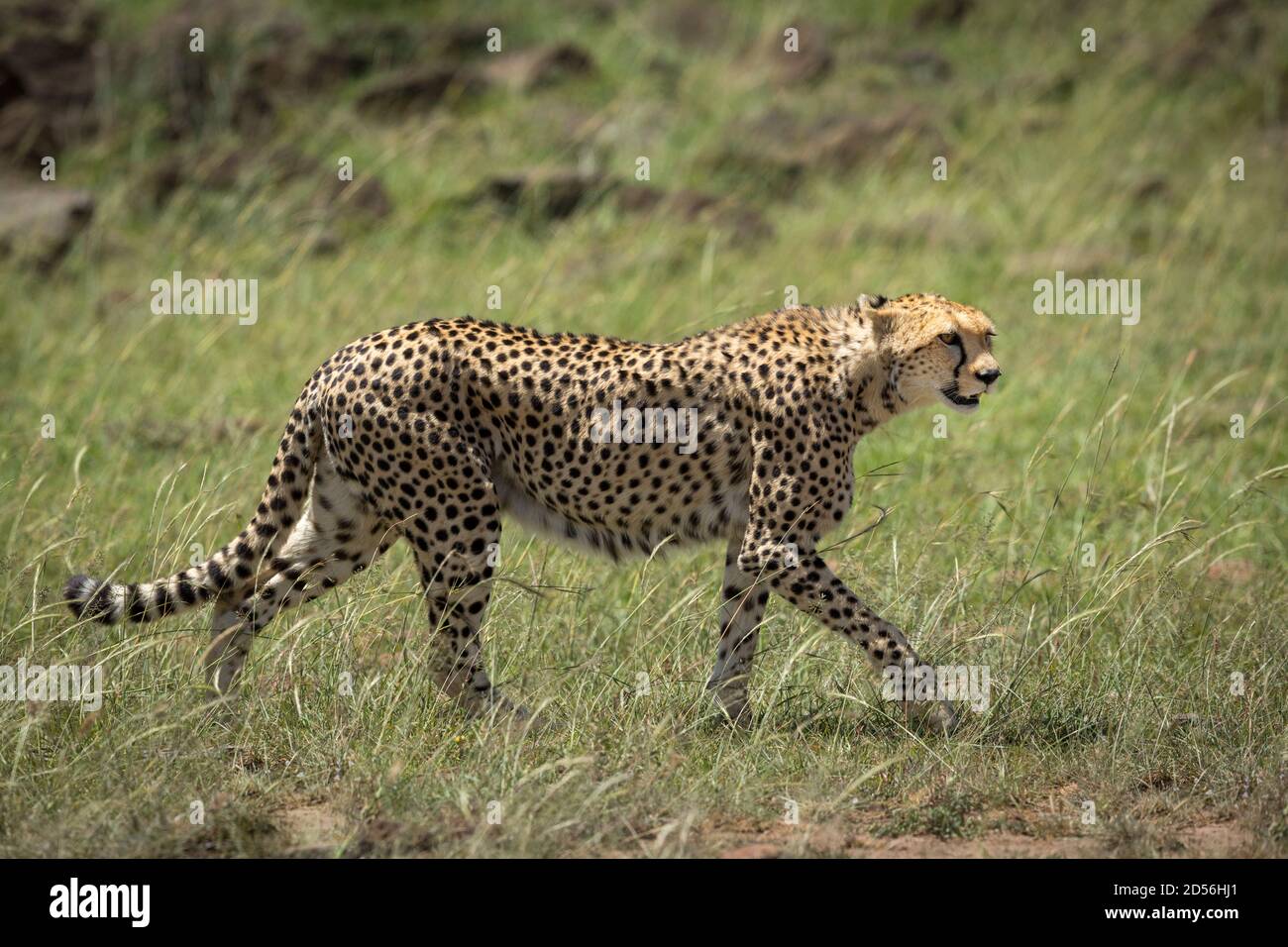 Erwachsene Geparden, die in Masai Mara Ebenen spazieren und wachsam aussehen Kenia Stockfoto