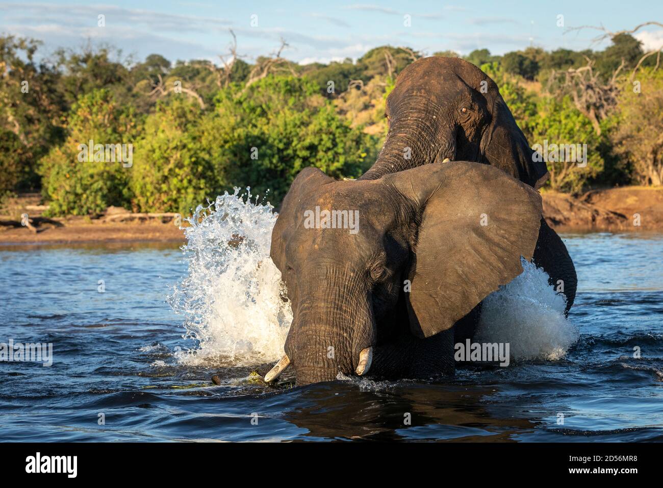 Zwei Elefanten im Wasser, die im Nachmittagssonne in Chobe planschen Fluss in Botswana Stockfoto