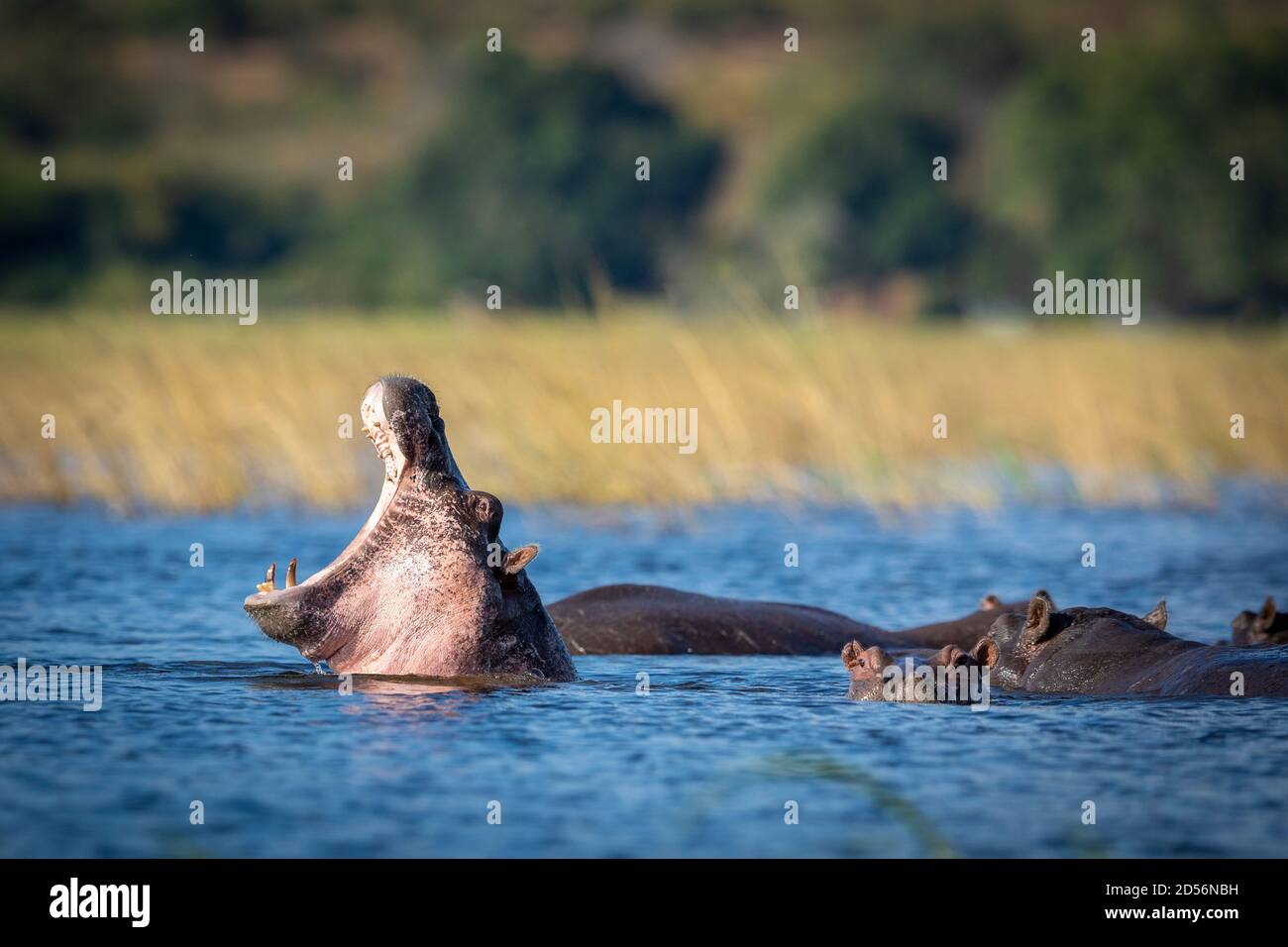 Junges Nilpferd mit offenem Mund, das zwischen seiner Schote steht In Chobe River in Botswana Stockfoto