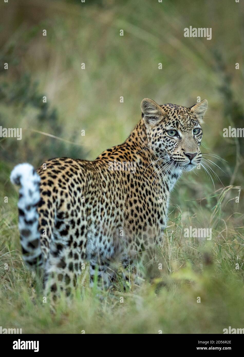 Vertikales Porträt eines erwachsenen Leoparden mit grünen Augen und Lange weiße Whisker im Khwai River Okavango Delta in Botswana Stockfoto