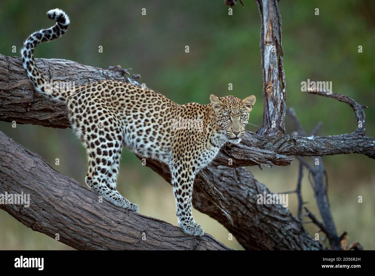 Leopard steht auf toten Baum Zweig Blick wachsam mit grün bush im Hintergrund im Khwai River Okavango Delta in Botswana Stockfoto