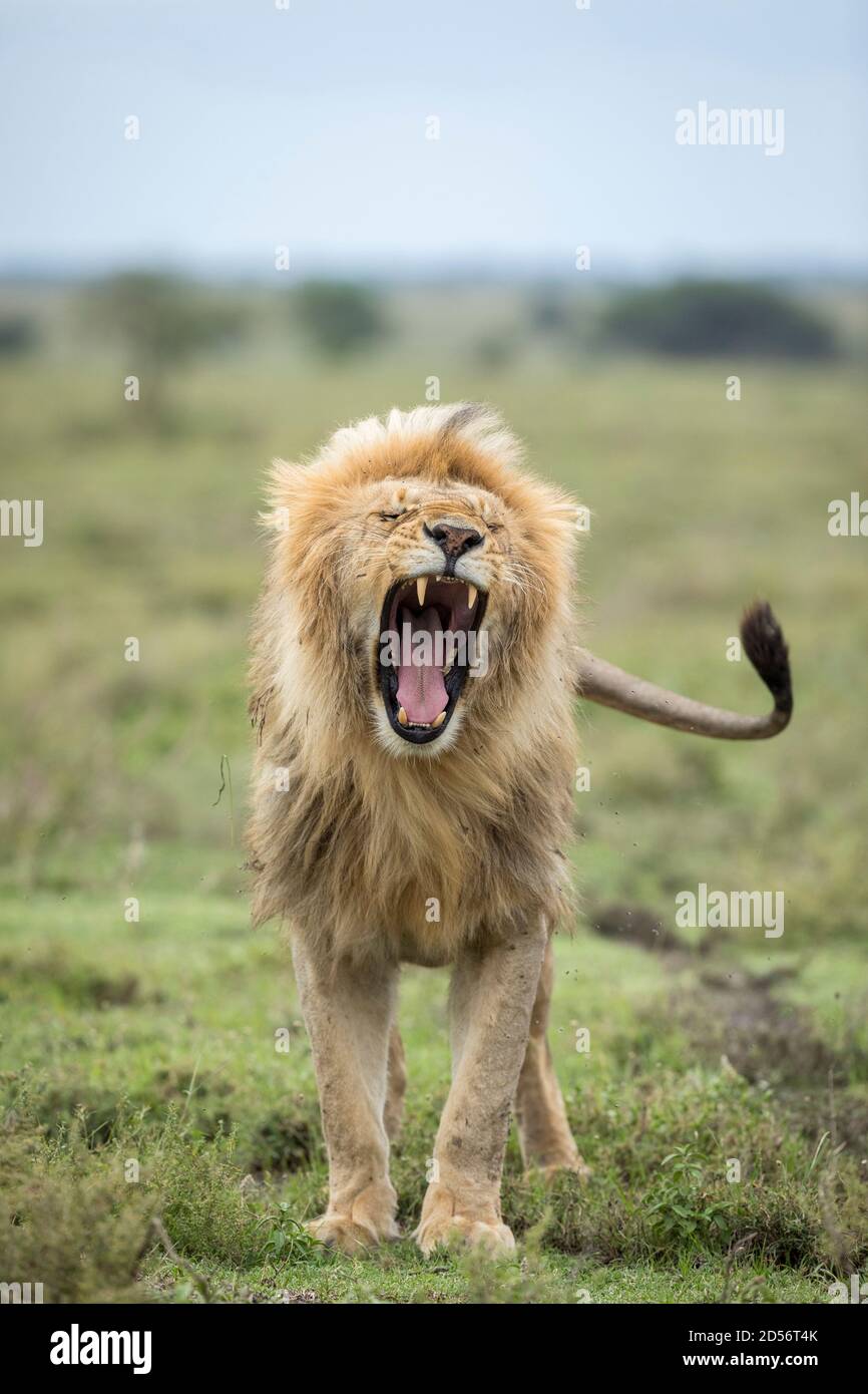 Vertikales Porträt eines männlichen Löwen mit schöner Mähne gähnend Mit offenem Mund in Ndutu in Tansania Stockfoto