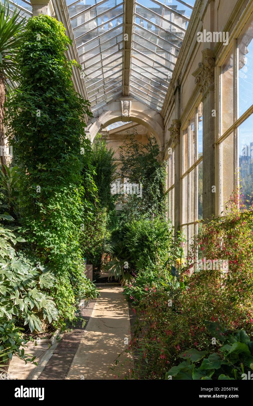 Innenraum der Orangerie im Schlossgarten Ashby, UK; erbaut im Jahre 1872 nach einem Entwurf des Architekten Matthew Digby Wyatt. Stockfoto