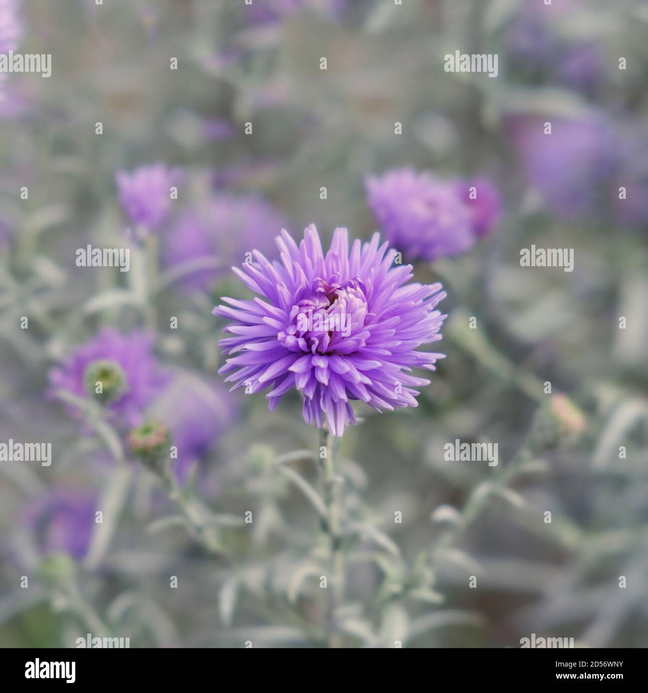 Selektiver Fokus auf violett-Lavendel Aster Alpinus oder blau Alpine Daisy auf verwackelten Herbstgarten Blumenbeet Hintergrund. Stockfoto