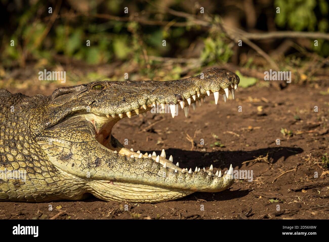 Nilkrokodil mit offenem Mund und großen Zähnen liegend Auf braunem Boden am Rande des Wassers in Chobe Fluss in Botswana Stockfoto