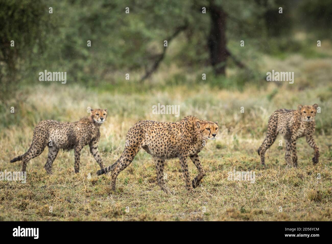 Drei Geparden, die im Regen in Ndutu naß aussehen In Tansania Stockfoto
