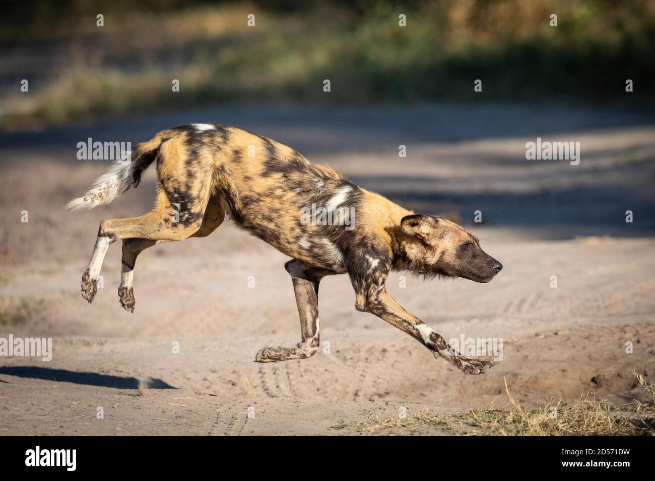 Wilddog springt auf einer sandigen Straße in goldenem Morgenlicht Im Khwai-Fluss im Okavango-Delta in Botswana Stockfoto