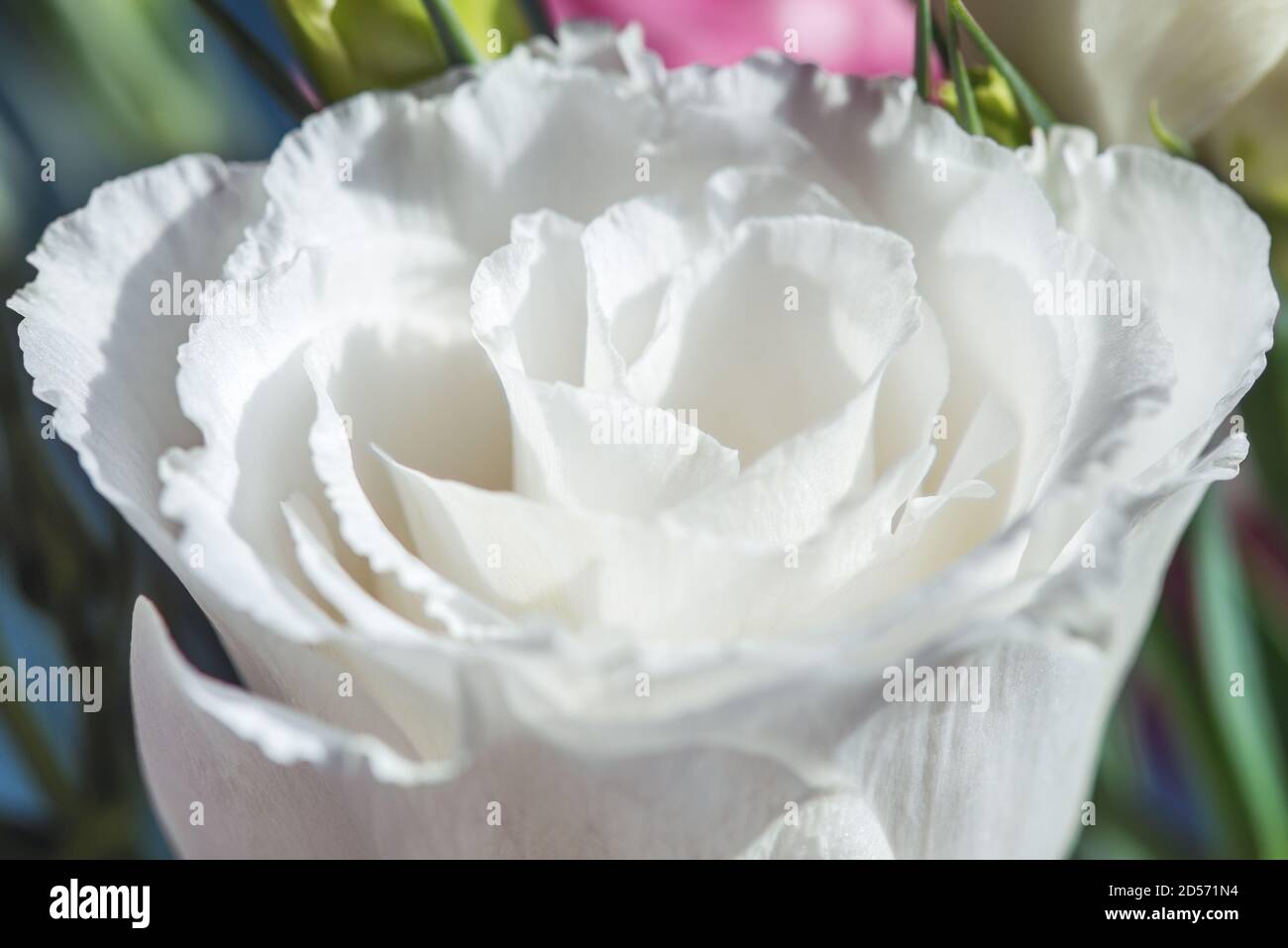 Nahaufnahme weißer Kunda in natürlichem Licht Stockfoto