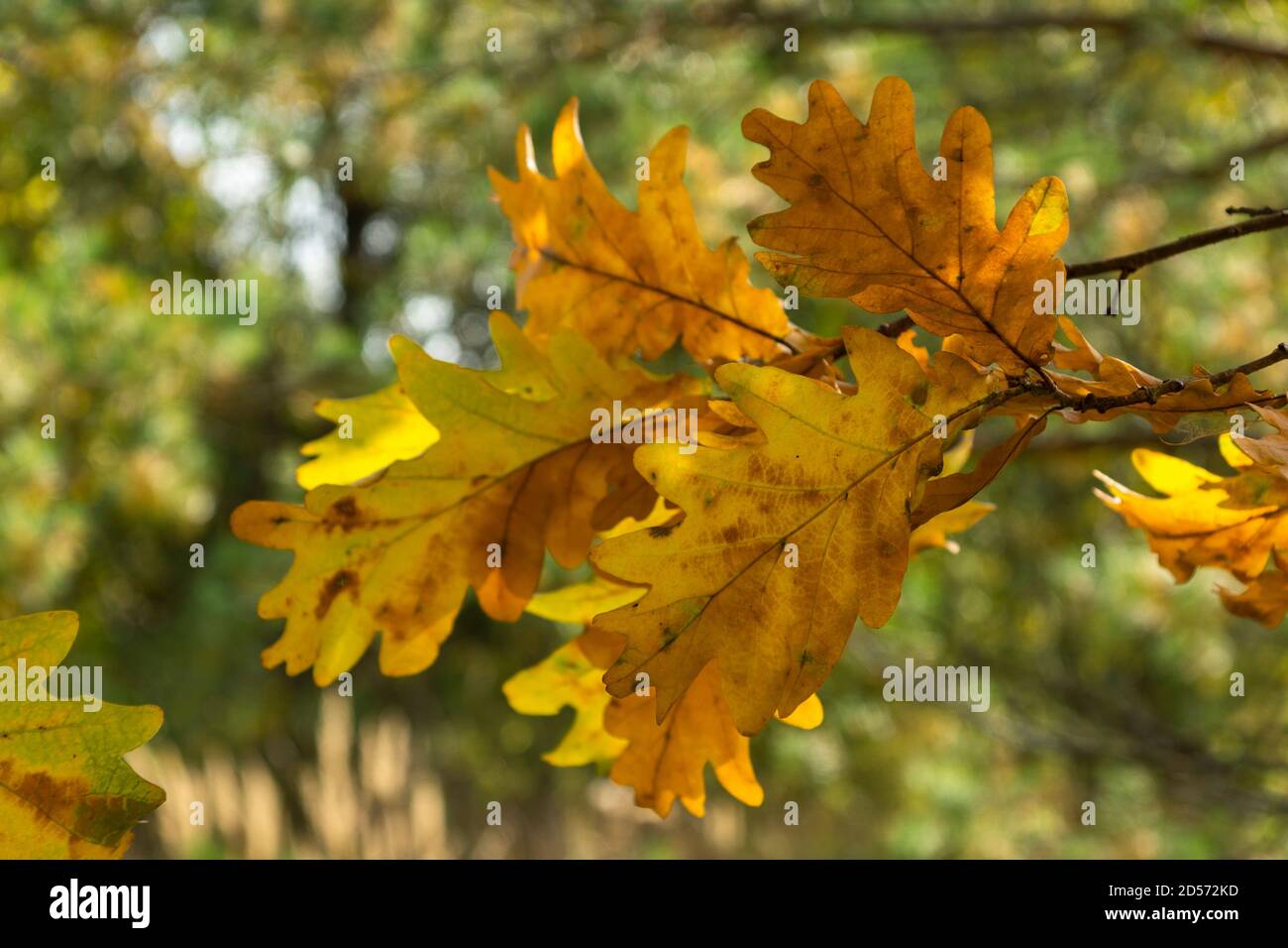 Herbstbäume. Gelbe Eichenblätter. Helle Jahreszeit des Jahres Stockfoto