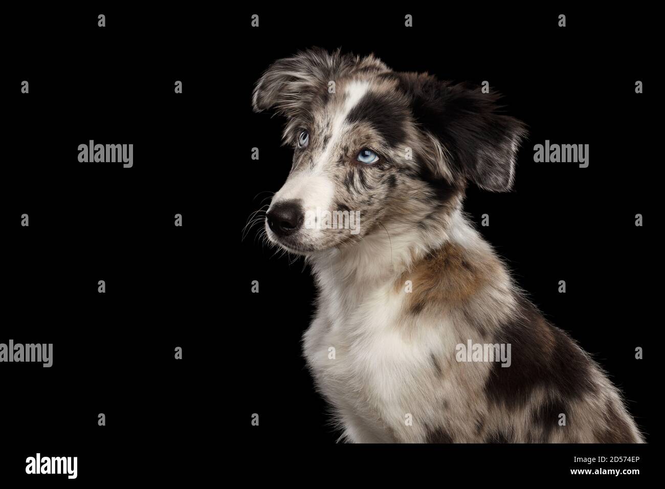 Cute Portrait von Border Collie Puppy suchen auf isoliert Schwarzer Hintergrund Stockfoto